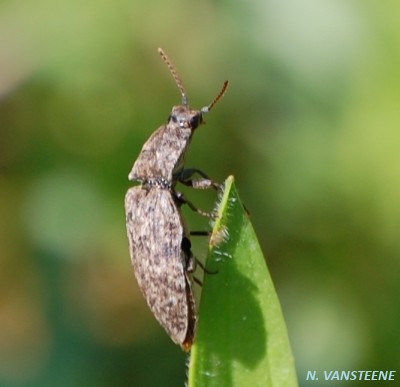 Agrypnus murinus